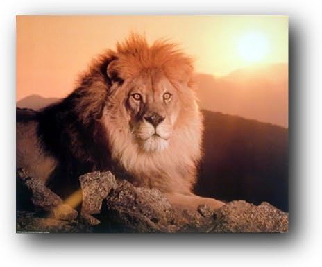 Цар Лъв На Залез слънце Африканска Дива Природа Стенен Декор С Животни Художествен Плакат С Принтом (16x20)