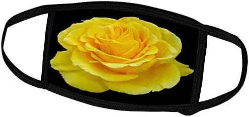 3. Жълта роза в Близък план, Снимка на жълтата роза от Тексас, изолирано. - Лицето на лигавицата (fc_128284_3)